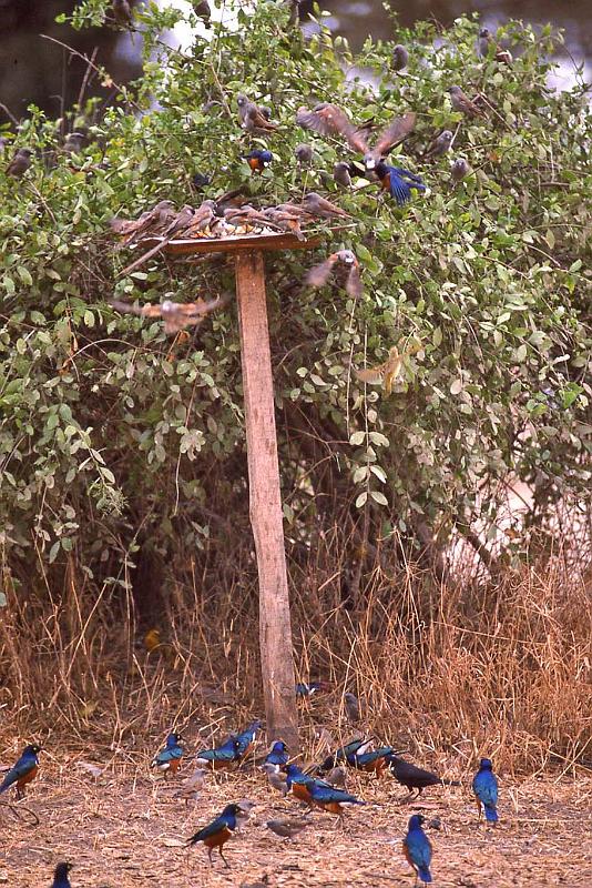 WT 1400 210-33 Kenya Splendid Starlings.jpg